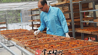 五華“大田柿花”走上產業化道路:漲到150元/斤 每年都不夠賣