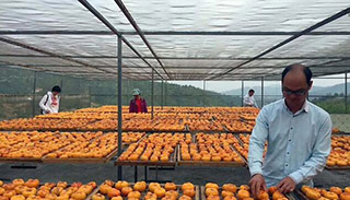 子承父業“紅”了大田柿花——五華長布富強農副產品專業合作社張軍權棄商從農