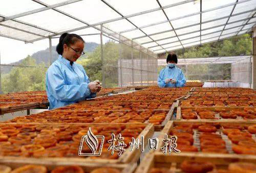 五華大田柿花喜獲豐收 比去年多采摘30%