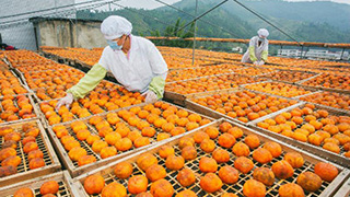 五華大田柿花收成時節